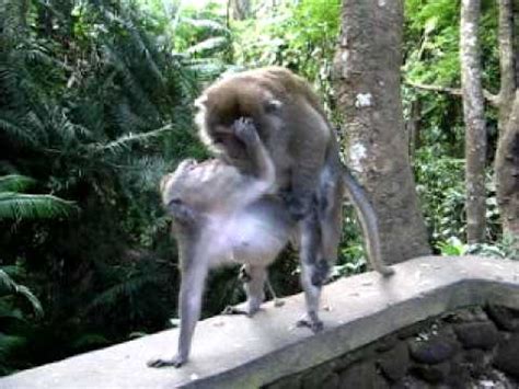 animal monkey porn|Horny black monkey gets a nice blowjob from a slut .